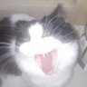 Memelas (Joey) (Kochō) 的头像