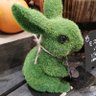 緑うさぎ's profile picture