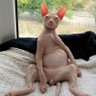 Nekto profil fotoğrafı