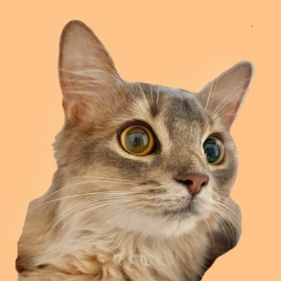 ソマリのこはく🐈🍯's profile picture