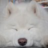 Sam-Oshi-Ed (Hibernating Mode) 的头像