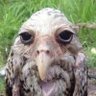 Profilbild von Super Hibou