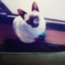 Profilbild von miaw_t
