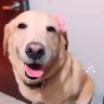 Profilbild von Metazzgt