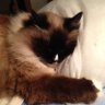 FiacaCat's profile picture