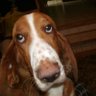 Baskett Hound2's profile picture