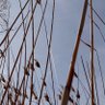 Фото профиля bacardianz