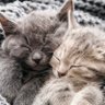 Фото профиля gattynih 🧱