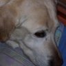 Marcela Zanoni's profile picture