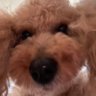 🐶Ultra Nuclear Poodle Head 🐶's profile picture