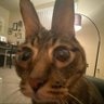Profilbild von Some Cat