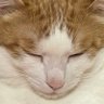 Profilbild von まいまい