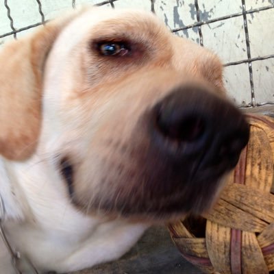 nichan66's profile picture