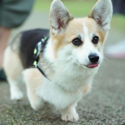 reogoten_corgi's profile picture
