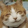 Profilbild von むぎ茶