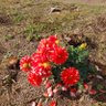 Profilbild von チリモモ