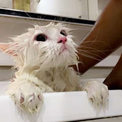 Dexie's profile picture