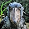 Profilbild von ominous bird