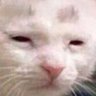 Gelid_Ice's profile picture