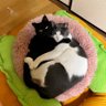 シュウ🇯🇵 profil fotoğrafı