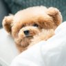 𝓐𝓶𝓲🍀*・🧸 profil fotoğrafı