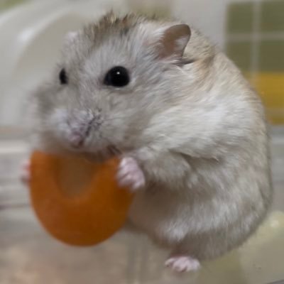 きぃ/レイ/リン@小動物垢's profile picture