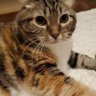 furo's profile picture