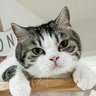 ขอพรเทพม่อน's profile picture