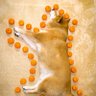 Profilbild von 犬はみかん20個分
