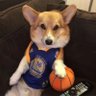 sahin's profile picture