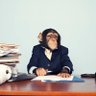 Profilbild von Chimp