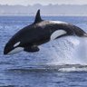 Фото профиля Orca Orcinus