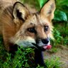 Lochy 🦊 的头像