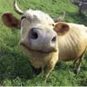 buratino 24| Onmi.io's profile picture