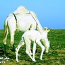 الضيغمي 的头像