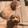 Фото профиля Dogs, Golf, & Beer