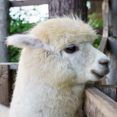 🦙🦙藤原＠かみら🦙(アルパカ社長)'s profile picture