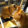 Profilbild von ねこどる🙃