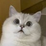 Summy profil fotoğrafı