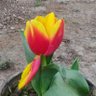 Dinesh Sharma's profile picture