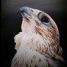 A 🇸🇦's profile picture