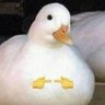 Profilbild von Almond Duck
