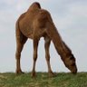 ابو عُمر العالمي's profile picture