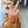 Sabri diye kedi mi olur😺 profil fotoğrafı