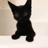 黒猫's profile picture