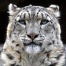 Resul Ozturk's profile picture