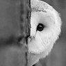 Smitten profil fotoğrafı