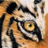 Tigre con Garra's profile picture