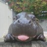 Hippopotamus profil fotoğrafı