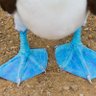 Blue Footed Booby's profile picture